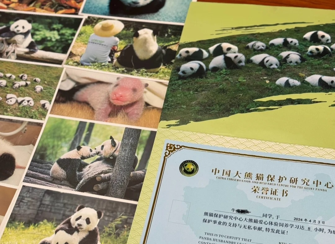 Panda volunteer certificate